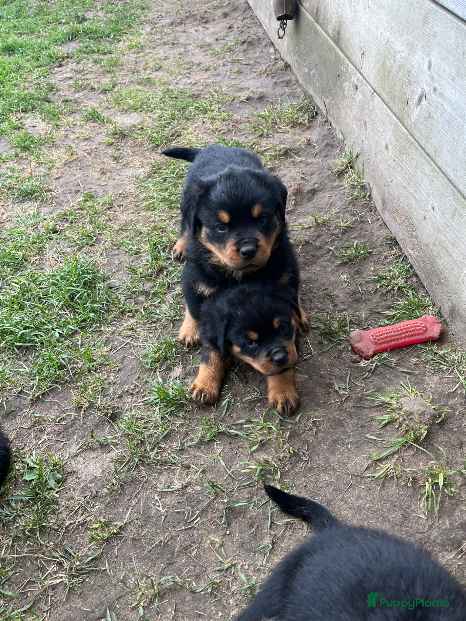 Rottweiler honden Rottweiler puppy’s - Advertentie 1