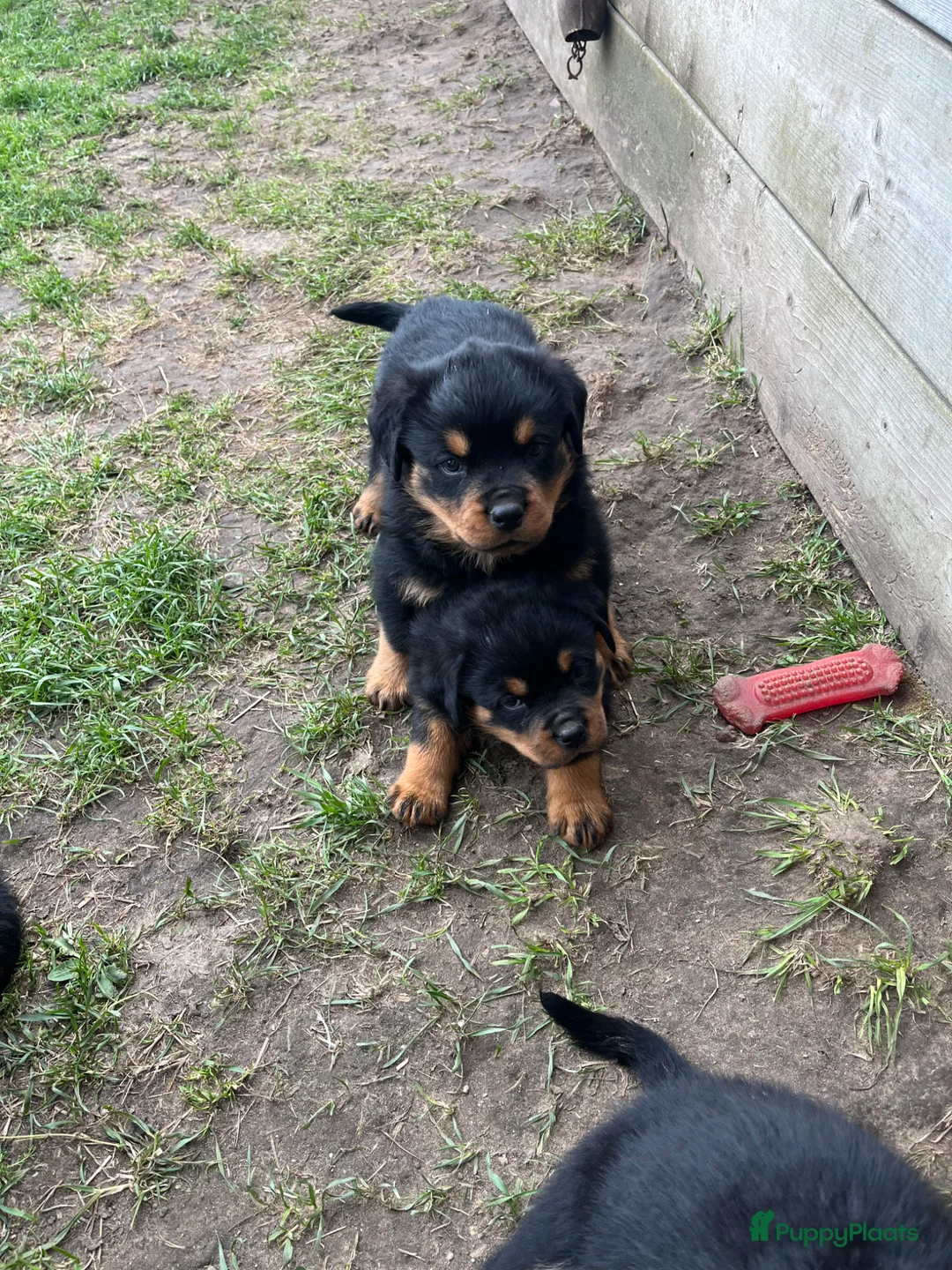 Rottweiler honden te koop: Pups rotweiler in Weert - Advertentie 2