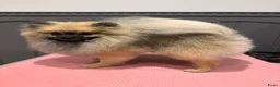 Pomeriaan honden te koop: Schattige Pomeriaanpups  in Putte - Advertentie 5