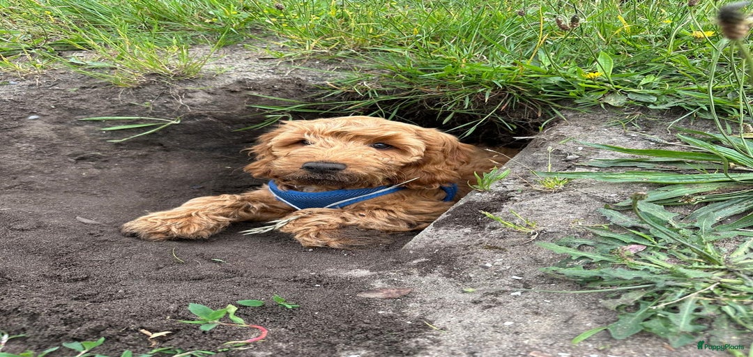 Galerij afbeelding {{count}}