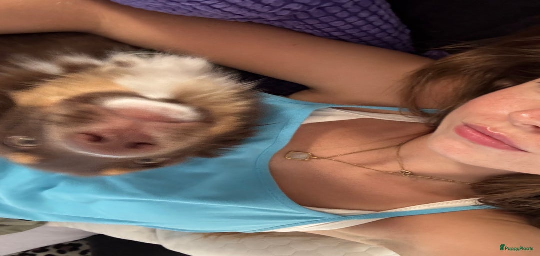 Galerij afbeelding {{count}}