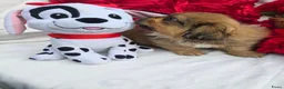 Pekingees honden te koop: Heel mooi Pekinees reutje - Advertentie 14