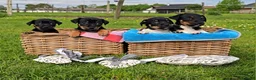 Jack Russel Terriër honden te koop: Met filmpjes! 3 Prachtige Jack Russell puppy's 🐶 - Advertentie 11