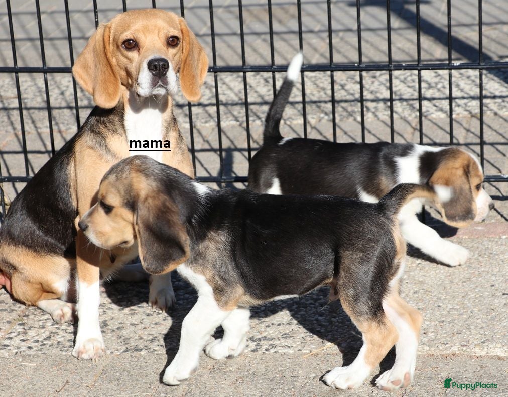 Beagle honden Beagle pups beschikbaar  - Advertentie 2