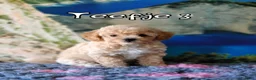 Kruising honden te koop: Bischpoo/Poochon pups te koop  - Advertentie 12