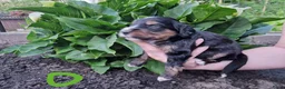 Bernedoodle honden te koop: Medium Bernedoodle - Advertentie 19
