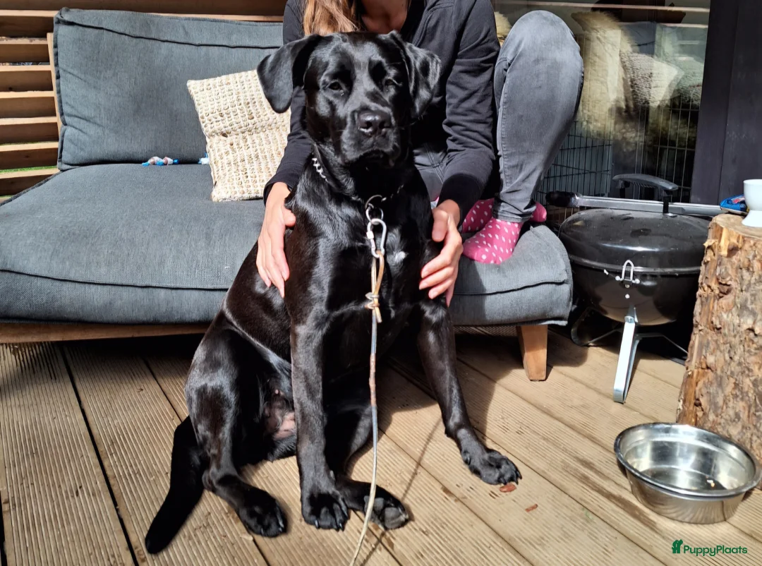Kruising honden te koop: Unieke leuke kruising Labrador Boxer x Boxer pups. - Advertentie 2