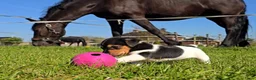 Jack Russel Terriër honden te koop: 🥰 5 Prachtige Jack Russel pups! 🐶 - Advertentie 28