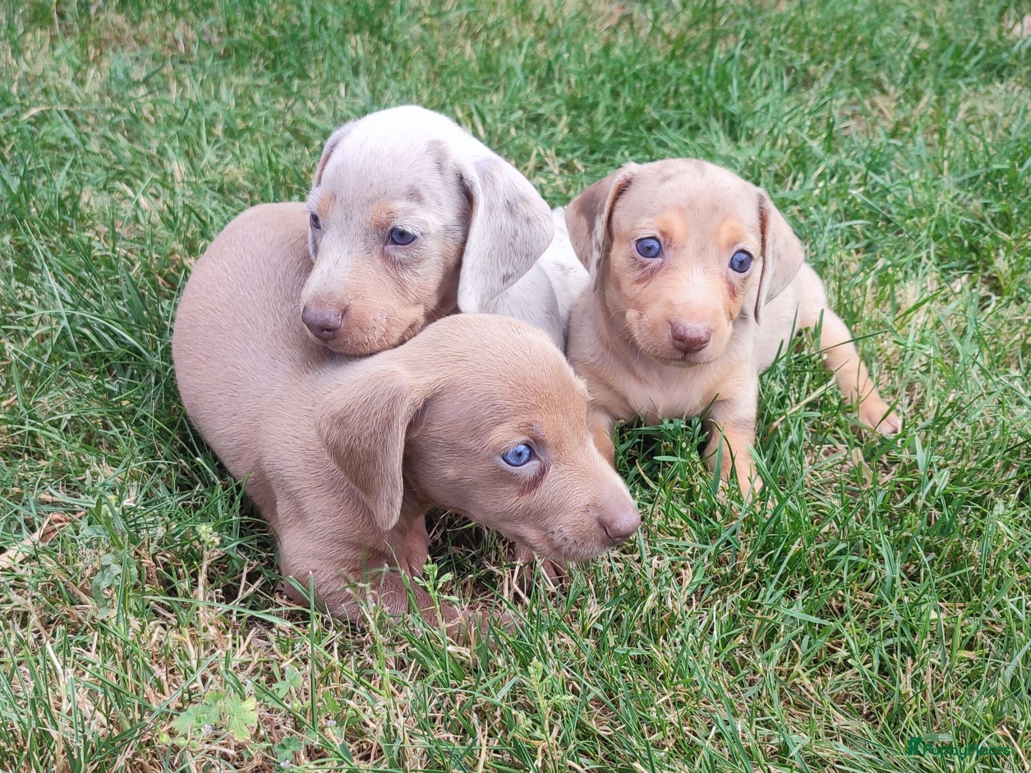 Teckel (korthaar)  honden Knappe dwergteckel pups - Advertentie 1