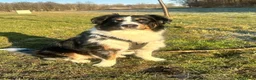 Australian Shepherd honden te koop: Australian shepherd pups ( nog 3 beschikbaar  - Advertentie 16