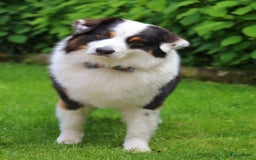 Australian Shepherd honden ter dekking: Raszuivere Australian Shepherd Black Tri Dekreu  in Ootmarsum - Afbeelding 6