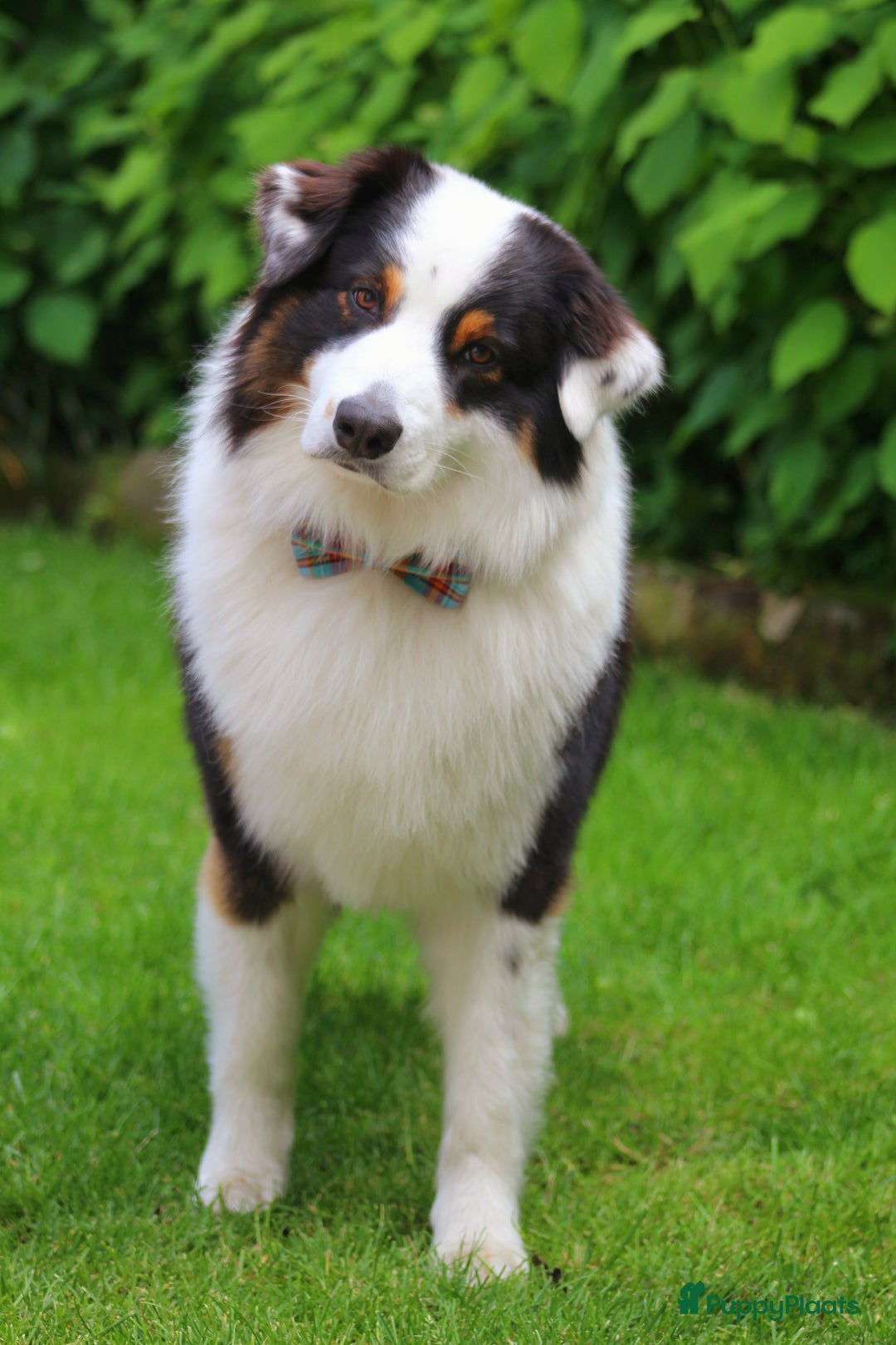 Australian Shepherd honden ter dekking: Raszuivere Australian Shepherd Black Tri Dekreu  in Ootmarsum - Afbeelding 6