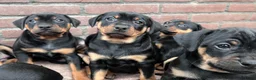 Kruising honden te koop: Carlin Pinscher Pups - Advertentie 18