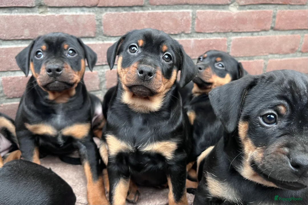 Kruising honden te koop: Carlin Pinscher Pups - Advertentie 18