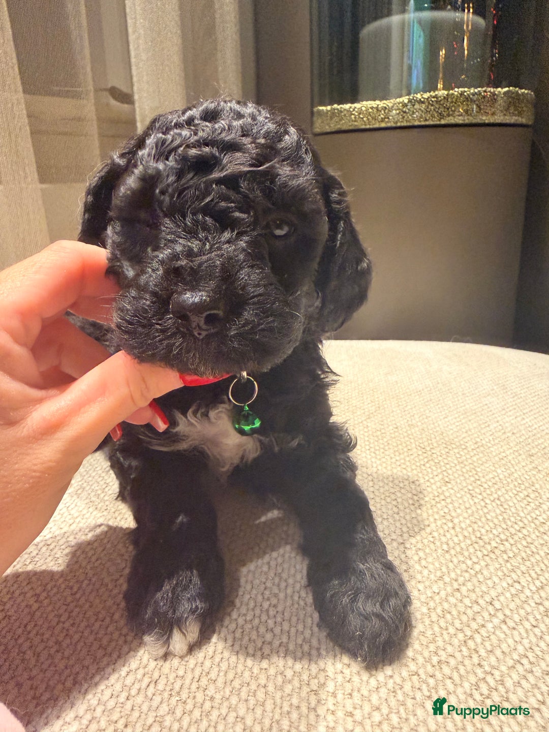 Maltipoo honden te koop: Maltipoo mini pup - Advertentie 11