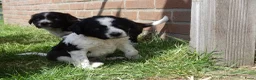 Friese Stabij honden te koop: friese stabij pups - Advertentie 4