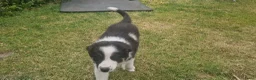 Border Collie honden te koop: Nog 1 Border Collie pup 3 kleur, heel verleidelijk - Advertentie 18