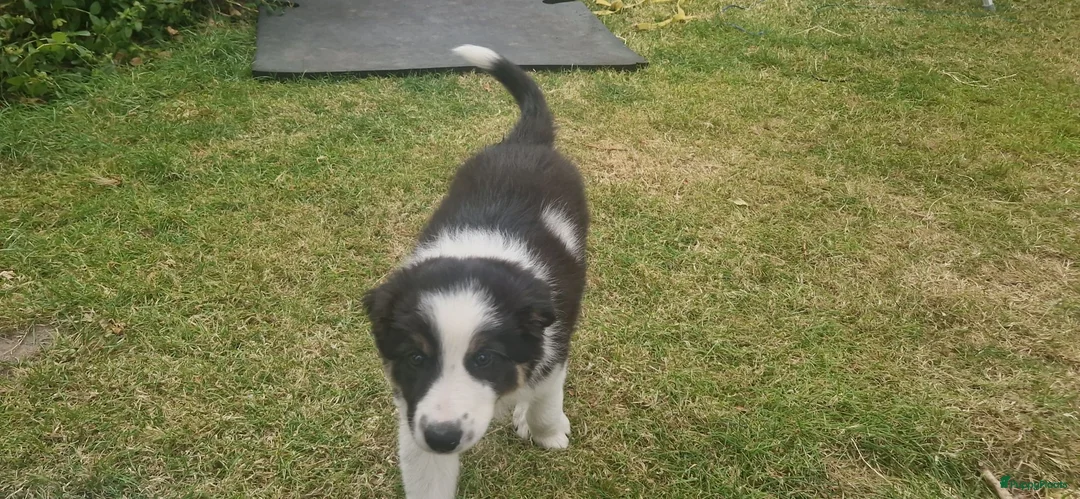 Border Collie honden te koop: Nog 1 Border Collie pup 3 kleur, heel verleidelijk - Advertentie 18