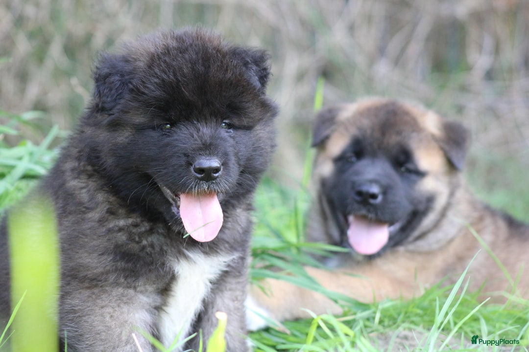 American Akita honden te koop: American Akita's Beschikbaar - Advertentie 10