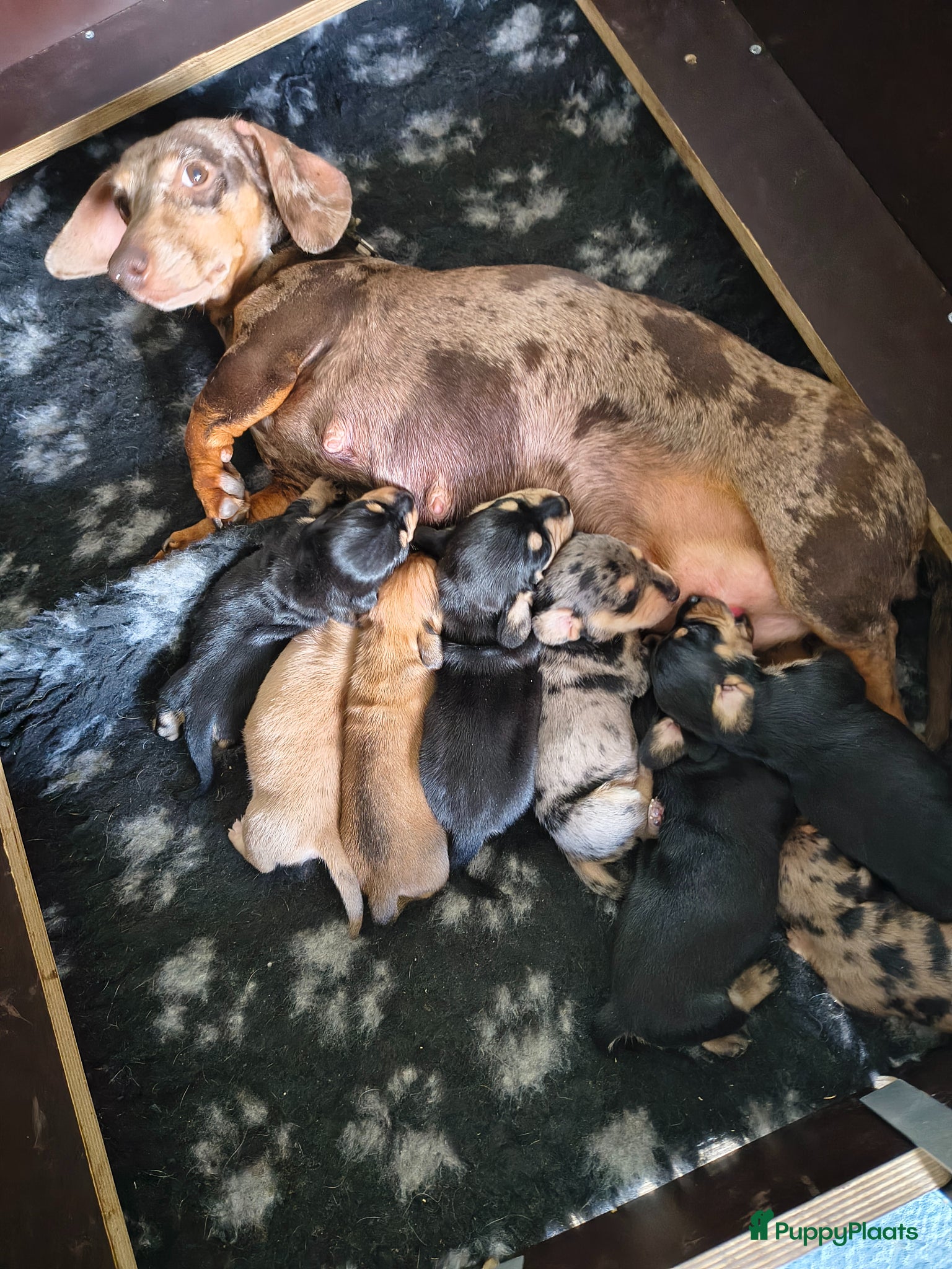 Kruising honden Kort harige teckel puppy's  - Advertentie 14