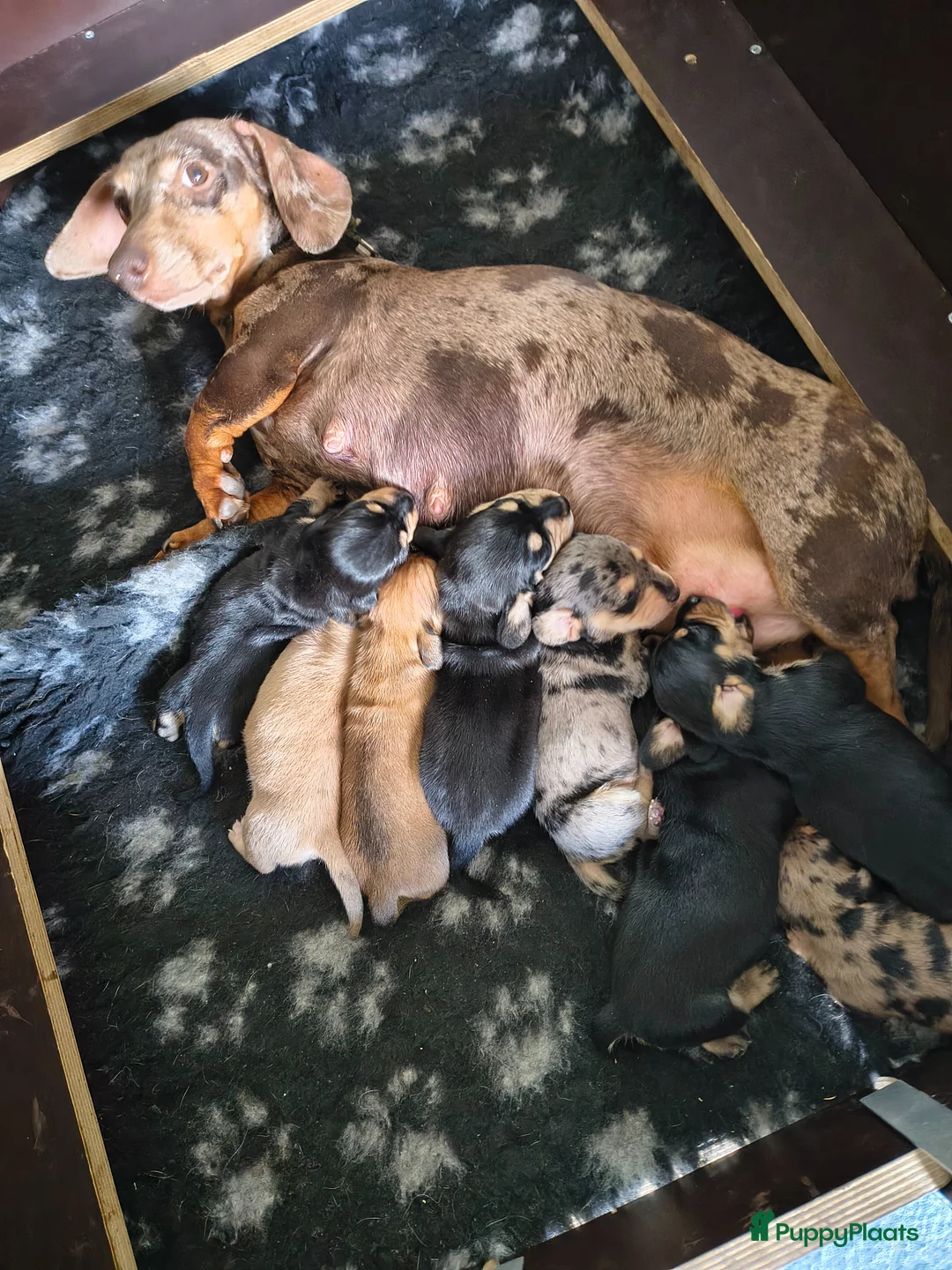 Kruising honden te koop: Kort harige teckel puppy's  - Advertentie 1