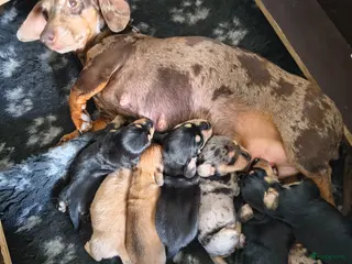 Kruising honden Kort harige teckel puppy's - Advertentie 14