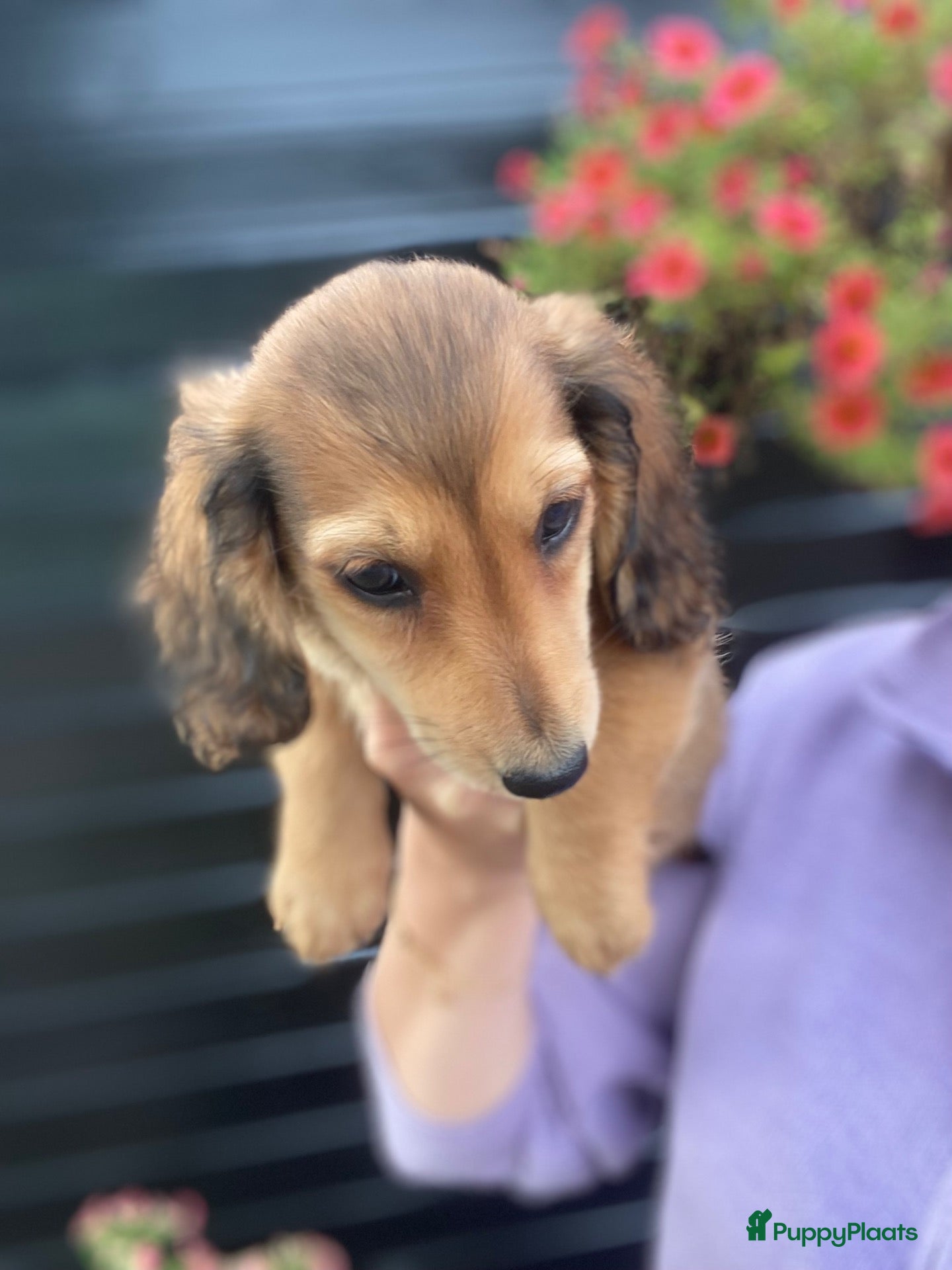 Teckel (langhaar) honden Langharige teckel pups - Advertentie 2