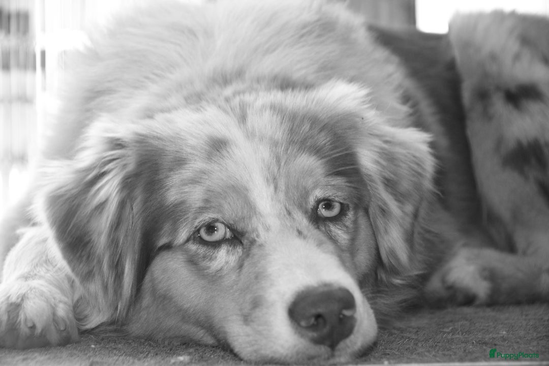 Australian Shepherd honden te koop: Prachtige pups Australian shepherd X  - Advertentie 19