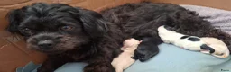 Kruising honden te koop: prachtige zandkleurige Boomer puppy  - Advertentie 4