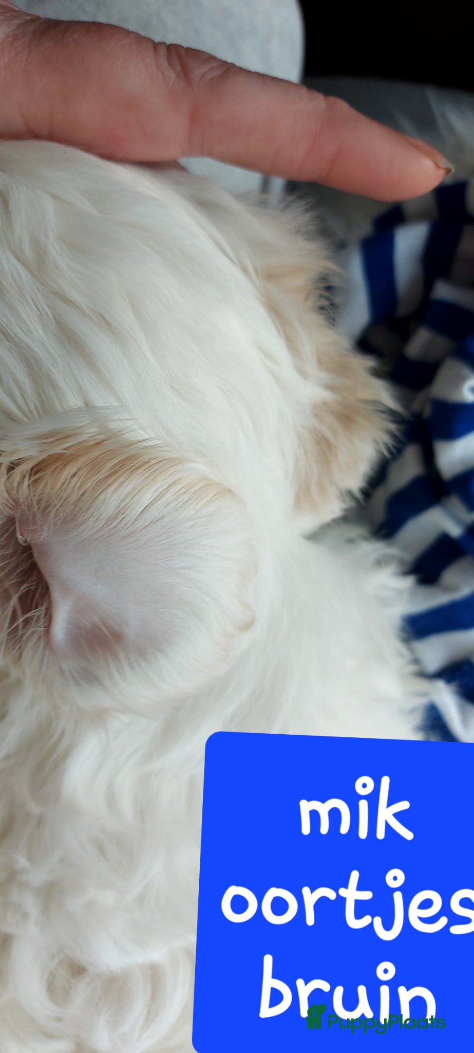 Kruising honden Boomer pups bijna 8 weken oud - Advertentie 2