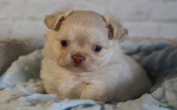 Chihuahua honden te koop: Chihuahua langhaar pupjes - Afbeelding 2