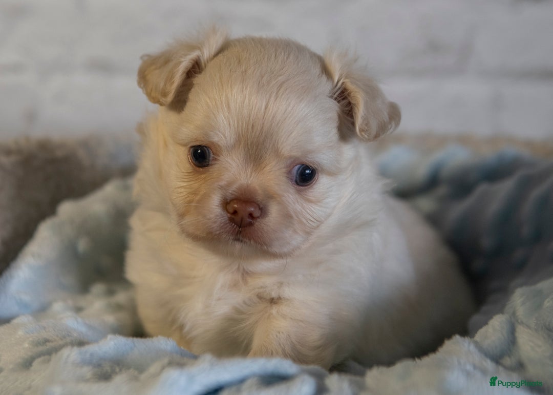 Chihuahua honden te koop: Chihuahua langhaar pupjes - Afbeelding 2