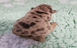 Teckel (korthaar)  honden te koop: De allermooiste dwergteckel pupjes!! - Afbeelding 10