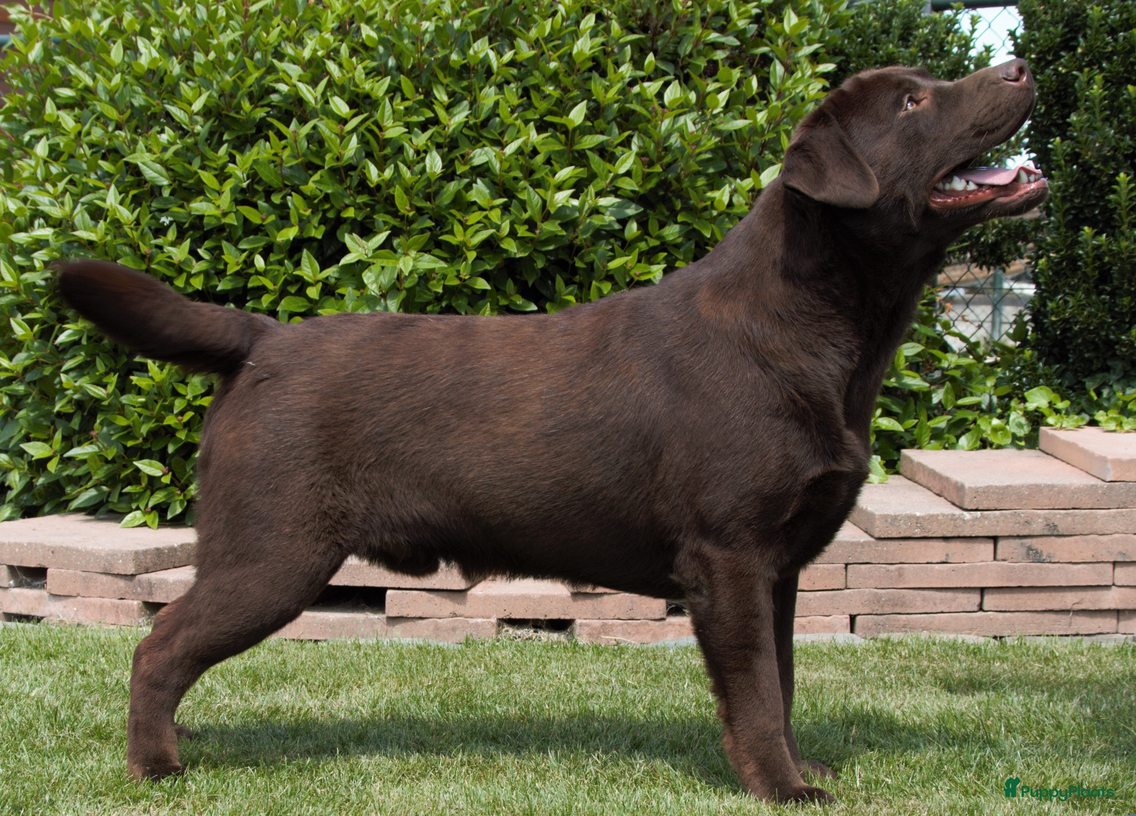 Labrador Retriever honden Verwacht labradorpups – voorjaar 2026 - Advertentie 2