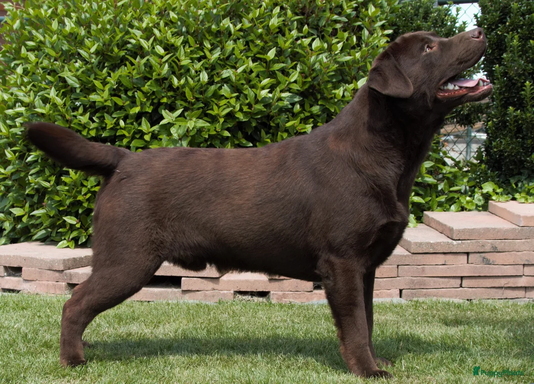 Labrador Retriever honden te koop: Verwacht labradorpups – voorjaar 2026 - Advertentie 2