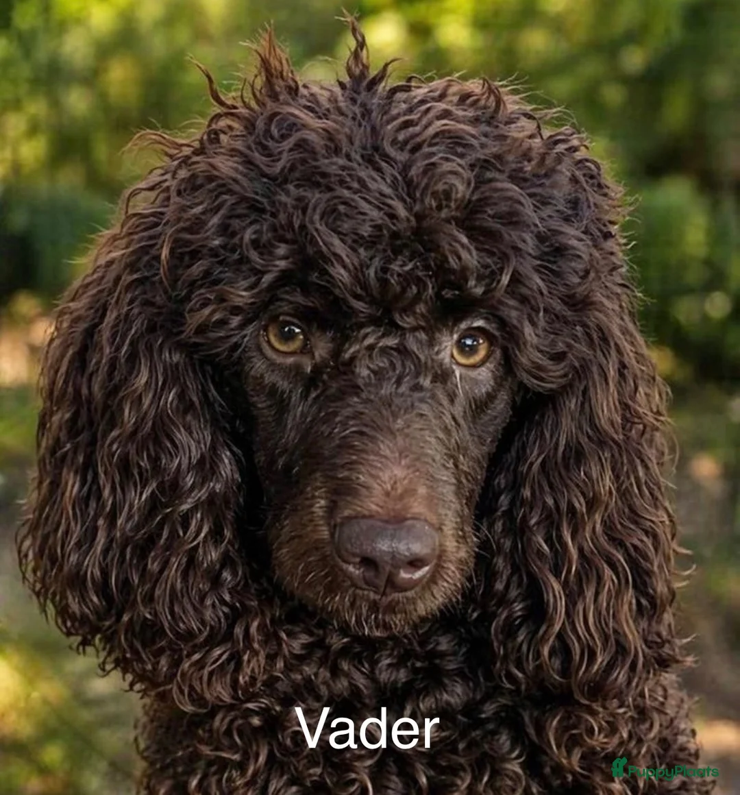Kruising honden te koop: Nestje Sproodle pups verwacht - Advertentie 2