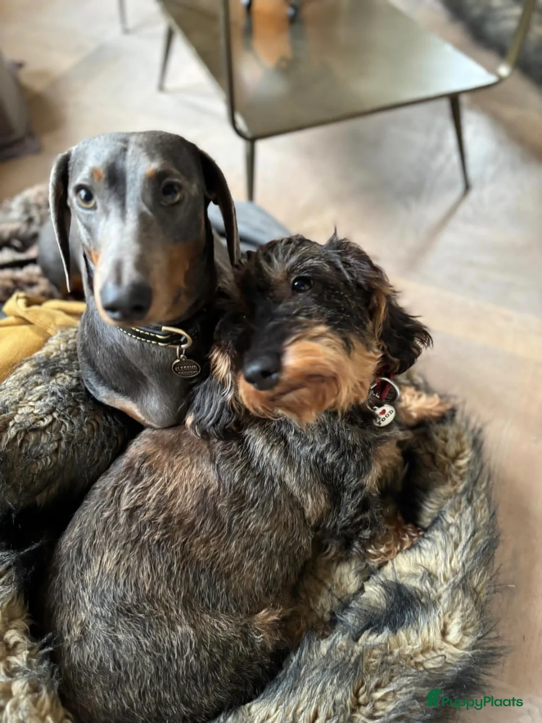 Kruising honden te koop: Zachte ruwhaar teckelpups 2x reu black/tan - Advertentie 1