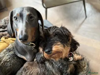 Kruising honden Zachte ruwhaar teckelpups 2x reu black/tan - Advertentie 1