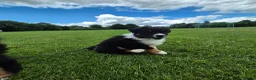 Australian Shepherd honden te koop: Nog 2 australian shepherd reutjes zoeken een thuis - Advertentie 5