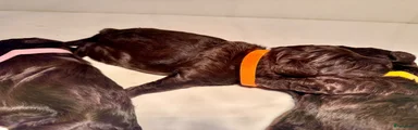 1 chocolade bruine pup (oranje of paarse bandje)