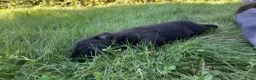 Kruising honden te koop: labrador x bordercollie pups - Advertentie 3