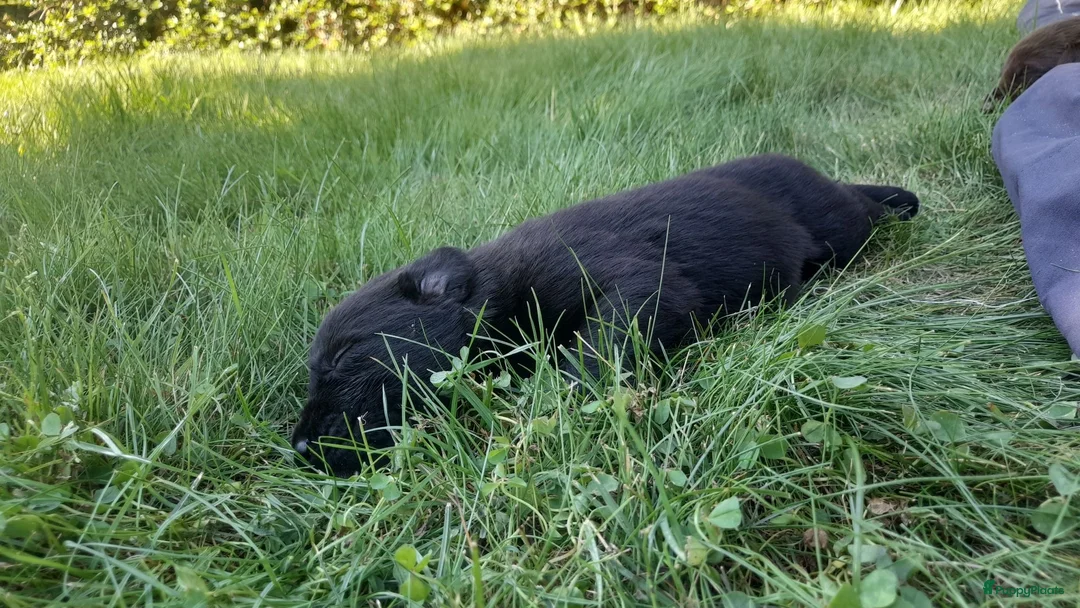 Kruising honden te koop: labrador x bordercollie pups - Advertentie 3