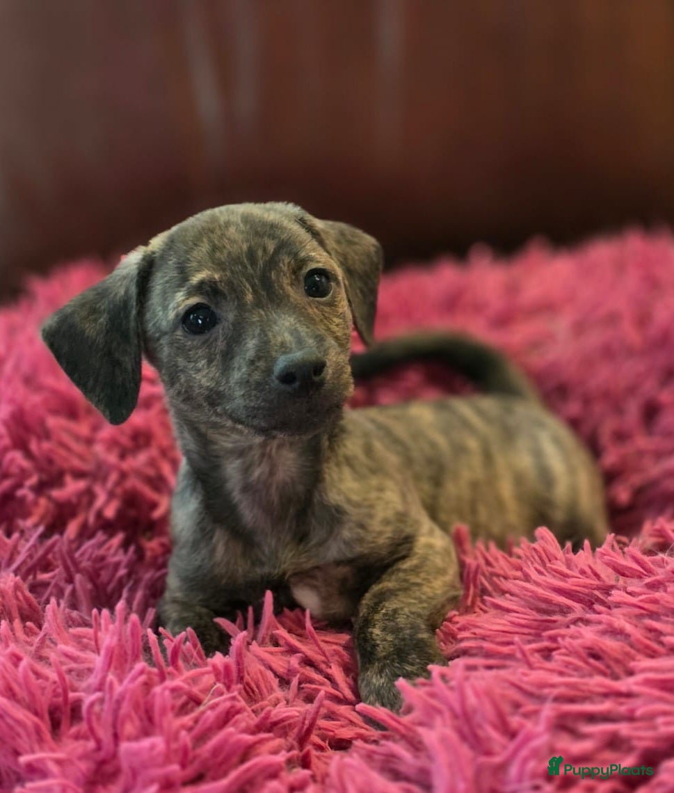 Jack Russel Terriër honden te koop: Schitterde Jack Russell pups in Nieuwdorp - Advertentie 3