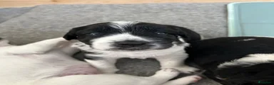 Kruising Puppy 3