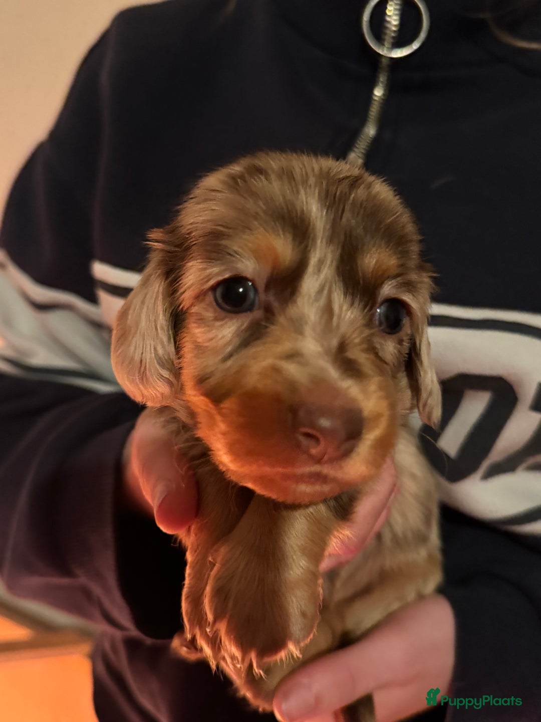 Teckel (korthaar)  honden te koop: Teckel puppy’s  - Advertentie 11