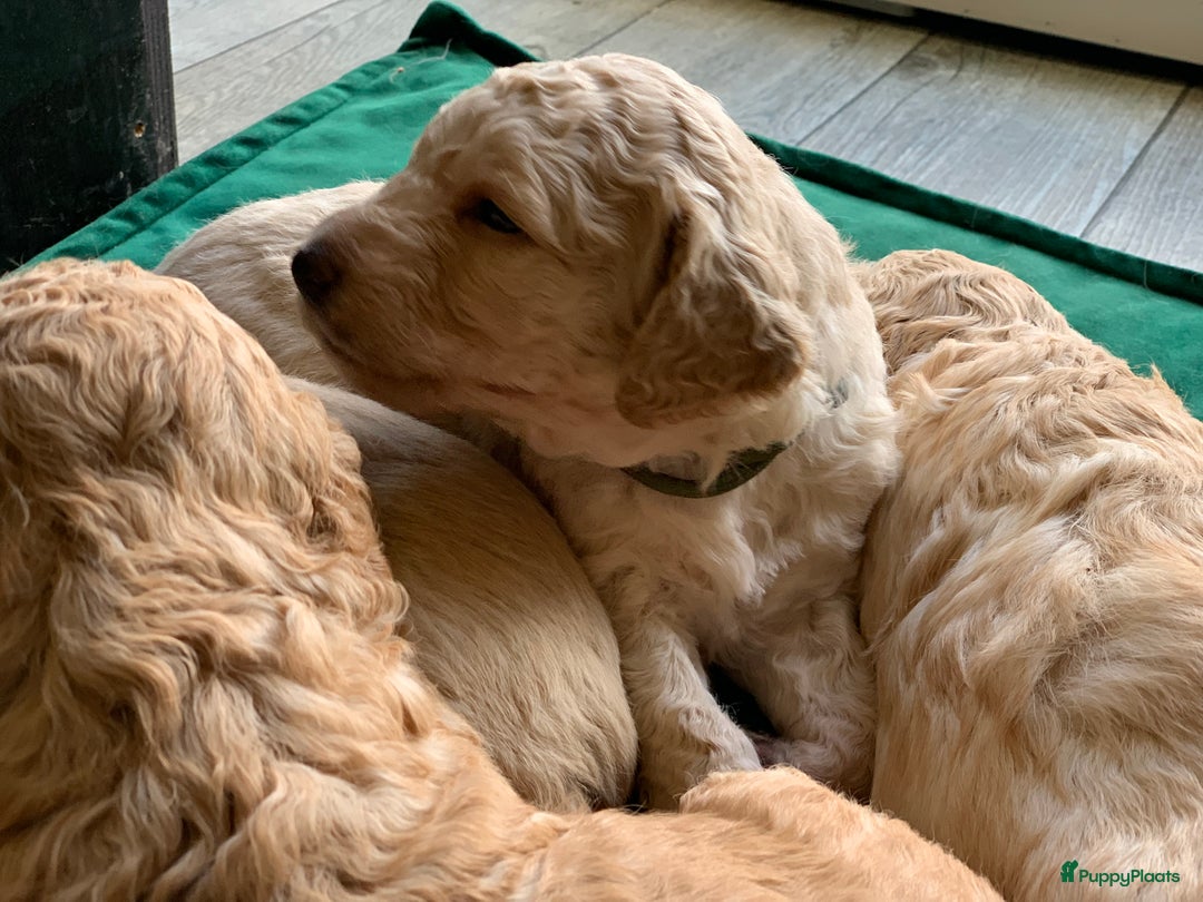 Kruising honden te koop: Goldendoodle Medium Pups Geboren - Advertentie 10