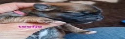 Lhasa Apso honden te koop: Lhasa Apso pups in Bedum - Advertentie 5