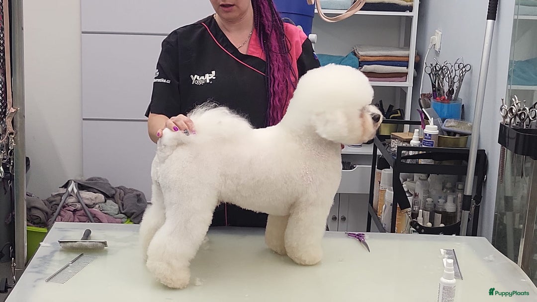 Bichon Frisé honden te koop: Koninklijke hond: Bichon Frisé met stamboom - Advertentie 7