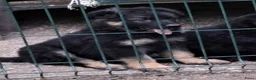 Duitse Herder honden te koop: Langstokharige Duitse Herder puppies zw.en zw/br  - Advertentie 16