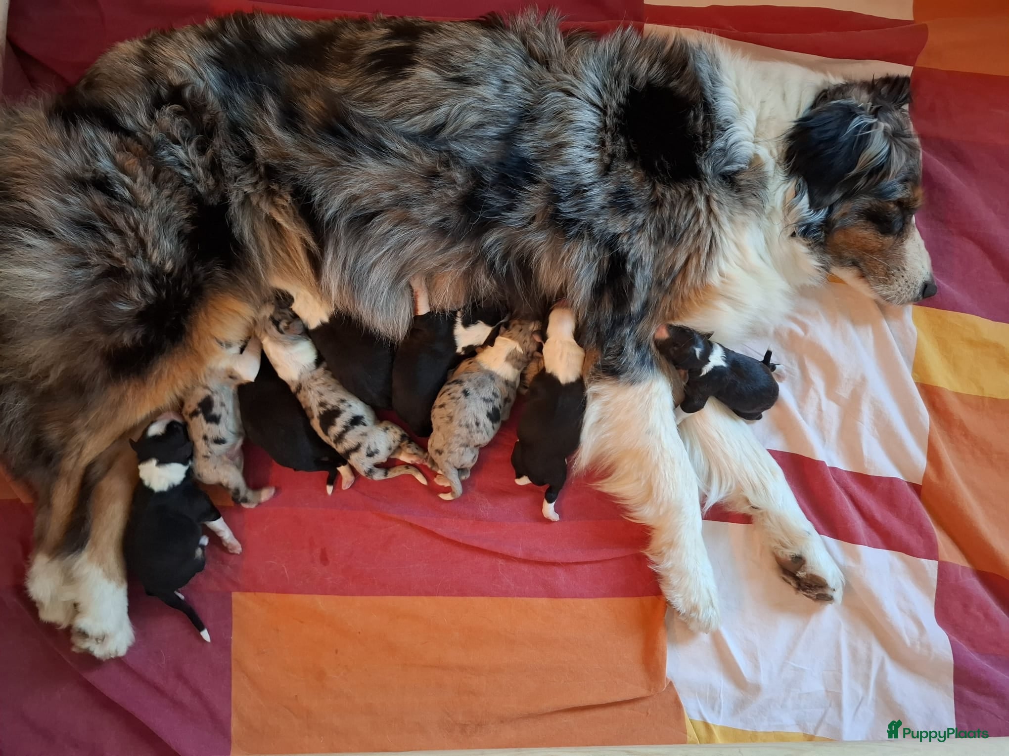 Australian Shepherd honden Stamboom pups geboren!  - Advertentie 2